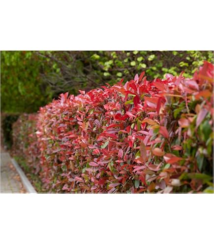 Dehner Purpur-Glanzmispel Carre Rouge, fr 1 Meter Hecke, 40-60 cm, 3 x 5 l  Topf, Heckenpflanze : Amazon.de: Garten