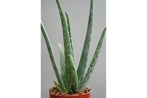 KUNERT-KERAMIK Echte Aloe Vera,üppige Pflanzen, 10,5cm Topf, ca. 30 cm Gesamthöhe (3 Pflanzen)