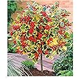 BALDUR Garten IlexStämmchen 'Golden King', 1 Pflanze, Ilex