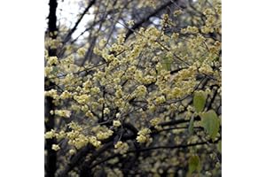 LE GEORGICHE Pianta vera di Calicanto d'inverno - Diametro Vaso Ø 24 cm