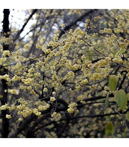 Pianta Di Calicanto D'Inverno - Vaso &Oslash;18 Cm, Vera, Ideale Per Giardino O Balcone