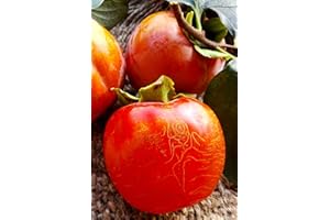 Pianta di Cachi o Kaki Albero di cachi o Kaki pianta vera di cachi pianta di cachi età 2 anni venduta da eGarden.store (Ragno)