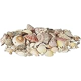 Relaxdays 10021109 Set di Conchiglie Decorative Mix Gusci Grandi Decorazione Marina per Bricolage 1 kg, Colorato