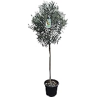 Hochstämmiger Olivenbaum 160cm hoch, winterhart, A+ ware, olea europea