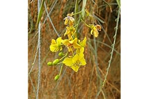 CORNWALL PLANTS Parkinsonia The Jerusalem Thorn. Attractive Desert Tree Seeds. 20 per Pack