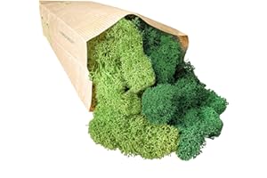 BKEGIDAF Lichene Stabilizzato Naturale 200gr Qualità Premium Gran Mix Colore Natural Green e Lime Green Muschio Stabilizzato Colorato Ideale Per Giardino Verticale Quadri Vegetali Modellismo Quadro Presepe