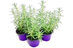 Rosmarin Pflanze Blue-Winter – Winterhart & Aromatisch 3er-Set | florapartner – Frische Kräuter für das ganze Jahr!