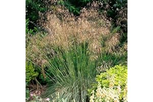 STAUDEN GÄNGE 1 x Stipa gigantea 1 Liter (Ziergras/Gräser/Stauden) Riesen Federgras