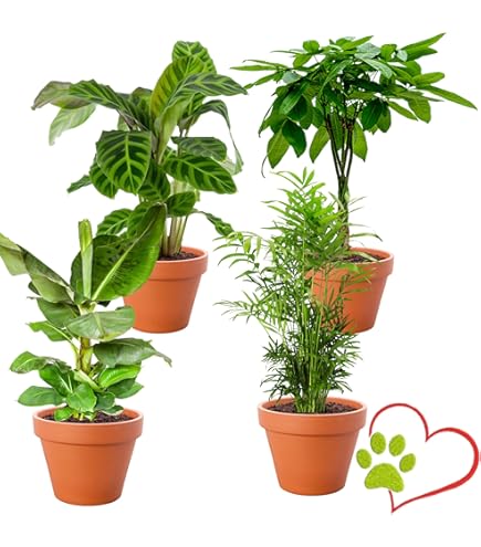 Plante D'intérieur Syngonium 'Pixie' - Pot 12 Cm, Hauteur 25-40 Cm, Feuilles En Forme De Flèche Verte Et Blanche