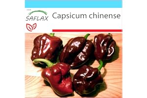SAFLAX - Set regalo - Chile habanero chocolate - 10 semillas - Con caja regalo/envío, etiqueta para envío, tarjeta de felicitación y sustrato de cultivo y fertilizante - Capsicum chinense