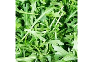 Wild Rocket Seeds - 500 Fresh Rocket Seeds - Plant and Grow Your Own Vegetables Ideal for Greenhouse, Garden, Polytunnel, Large Pots or Containers – Packed in The UK by Meldon Seeds