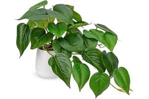 Hollyone Artificial Plants in Ceramic Pots, Fake Jade Pothos Decorative Faux Potted Plants, Realistic House Plant Indoor for Home Décor, Bathroom, Living Room, Kitchen, Shelf, Office Decorations