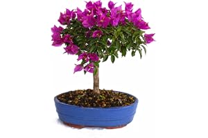 KENTIS - Bonsai Bougainvillea Sanderiana - Bonsai Bougainvillea - Riktiga Utomhusväxter - Keramikkruka - H 30-40 cm Kruka Ø 2