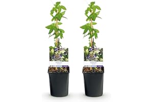 GREEN BOUTIQ GreenboutiQ - Fleur de Passion - Passiflora caerulea - Fleur Bleue avec Vert Blanc - Peu d'entretien - 2 plantes - Pot 11cm Hauteur 40cm