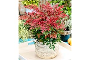 GrowOn Shrubs [2 Litre] Nandina Domestica 'Obsessed' Heavenly Bamboo | Evergreen Shrub | Outdoor Garden Ready Plant | Spring, Summer, Autumn Flowering | White Flowers