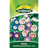 Winde, Dreifarbige Mischung