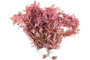 PondPlantsUK 2 x Live Plants for aquascaping, mosses, Fern, Tropical Aquatic Plants in Ceramic Weights (Rotala Macrandra)