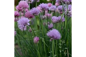 Chives Seeds - 300 Fresh Chive Herb Seeds – Plant and Grow Your Own Herbs Ideal for Greenhouse, Garden, Polytunnel, Growbags, Large Pots or Containers - Packed in The UK by Meldon Seeds
