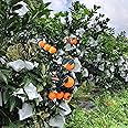 HouWanA Fruit Protection Paper Bags 100pcs White Protection Cover Bags 6.6X7.8inch, Fruit Bags for Fruit Trees, Orchard, Trees, Frost, Plants (17x20)
