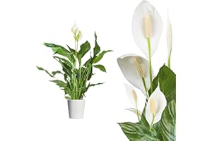 INTERFLOWERS GMBH Spathiphyllum - etwa 60 cm Echte Zimmerpflanze Friedenslilie Scheidenblatt, Blattfahne, Einblatt, tropische zimmerpflanzen, Luftreinigend, effektiver Frischluftfilter, pflegeleichte Zimmerpflanzen