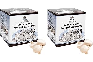 Merryhill Mushrooms - Grow Your Own Fresh White Mushroom Growing Kit | Perfect Indoor Gardening Gift (2 White Mushroom Kits)