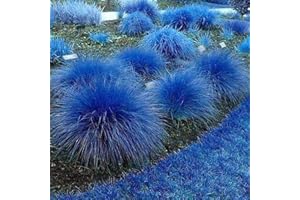 Saterkali Semi di citronella blu, semi di piante da 1000 pezzi Estrazione di olio essenziale di profumo di limone Semi di citronella blu perenne per maniero Blu Semi Di Citronella