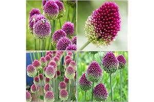 FLOWER FIELD STORY 5Pezzi Viola Allium Giganteum Bulbi Grandi Lampadine Allium Autunnali A Fioritura Per Piantare Cipolle In Fiore Fioritura Fiore Perenne Da Giardino