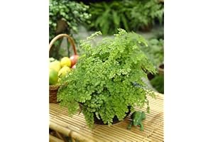 GARDENERSDREAM Adiantum raddianum Frauenhaarfarn – Dekorative Zimmerpflanze im Topf von 12 cm