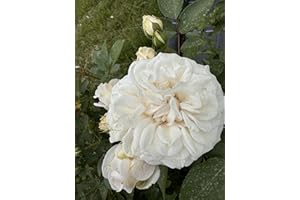 THE GARDEN ROSE COMPANY ‘Susan’ – Creamy White Rose – 4L Potted