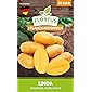 FLORTUS 2000-0392 Pflanzkartoffeln Linda 10 Stück I Festkochend, mittelfrüh I Saatkartoffeln pflanzen & anbauen I…