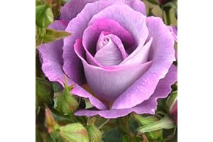 GORGEOUS GARDEN ROSES Blue for You - 5.5lt Potted Floribunda Garden Rose Bush - Highly Fragrant, Lilac