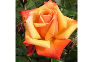 GENERIC Remember ME - 5.5lt Potted Hybrid Tea Garden Rose Bush - Fragrant, Large Orange Toned Beautiful Blooms - Memorial Gift