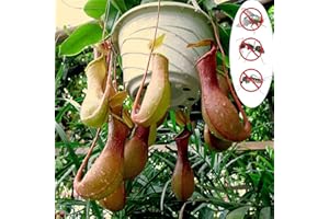 GENERIC Benoon Semi Di Nepenthes, 1 Borsa Semi Di Nepenthes Semi Di Piante Perenni Naturali Produttivi Per Giardino Semi di Nepenthes