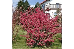 PILLE BAUMSCHULEN Ribes sanguineum King Edward VII Blutjohannisbeere Zierjohannisbeere verschiedene Größen (40-60 cm)