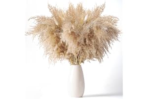 Janice Ky 60cm 50 Stems Fluffy Tall Pampas Grass Large and Bunny Tails Bouquet for Wedding and Boho Home Décor