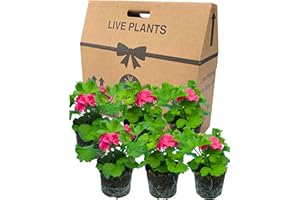 VERDANT LIVING Geranium Plants Live for Planting - 6 Large 1L Pot Size Garden Ready, Well Rooted, Established Pot Bedding. Add Flower Colour to Containers, Baskets, Patio & Beds. Calliope Pretty Pink Splash