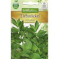 Chrestensen Liebstöckel 'mehrjährig'