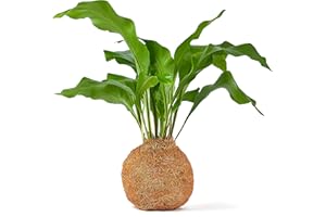Tranquil Plants Bonsai Tree Indoor Plant| Coco Fibre Ball Indoor Bonsai Tree - Japanese Zen Gardens, Includes Watering and Plant Guide |Psychological Benefits |Gardening Gift 10 Years – 25cm High