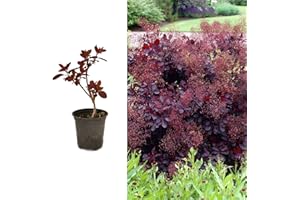 CARBETH PLANTS Cotinus 'Royal Purple' (Smokebush) in 9cm Pot - Attractive Deep Purple Oval Leaves (1 Plant)