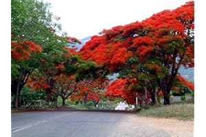 SVI Delonix Regia royale Poinciana Flamboyant Flame Tree Graines Fleurs rouges tropiques