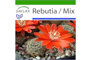 SAFLAX - Argentyński Kaktus Karłowaty - 40 Nasiona - Z pożywką wolną od zarazków - Rebutia Mix