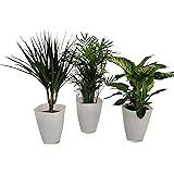 Dominik Blumen und Pflanzen, Fresh-Air-Trio, Dracena Marginata, Zimmerpalme mit Dieffenbachia und Dekotopf, weiß