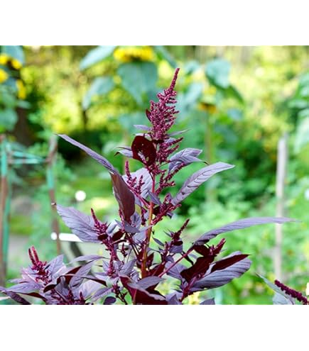 TALLO FLOR FOXTAIL - SÂO Little House