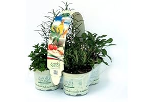 AMORI E AROMI Piante di erbe aromatiche in vaso (8)
