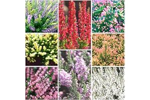GrowOn Shrubs [x8] Scottish Heather Calluna Collection | Variety-Pack | Evergreen Shrubs | Outdoor Garden Ready Plants | Summer and Autumn Flowering | Red, Pink, Purple, White Flowers