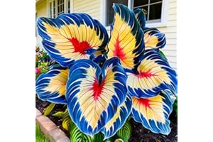 VNUHGZS Oreja de Elefante Espectacular/Rizoma de Oreja de Elefante Fuerte/Muro de Jardín/Tolerante al Frío y a la Sombra/Decoración de Jardín-3 PCS-C