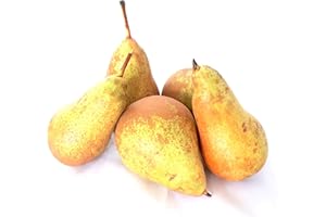 ‎LAMERA Birnen Conference saftig süß angebaut am Bodensee Essbirne (1)