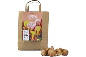 INTER FLOWERS GMBH Buntes Set aus 50 Tulpen Zwiebeln in Geschenkverpackung - Frühjahrsblüher, winterharte Knollen - blühen in verschiedenen Farben (50 Tulpen Zwiebeln)