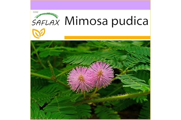 SAFLAX - Mimosa pudique - 70 graines - Mimosa pudica