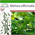 SAFLAX - Erba limoncina - 150 semi - Con substrato - Melissa officinalis
